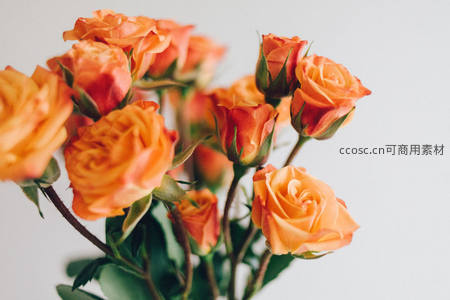 橙色玫瑰花簇，活力绽放