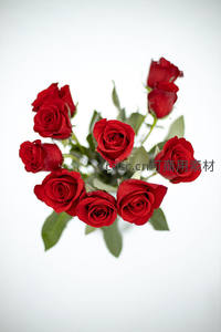 鲜红玫瑰花束特写，花瓣层叠绽放