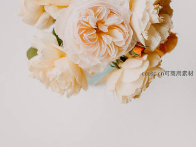 奶油色牡丹花簇，柔美花瓣层次丰富