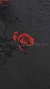 暗调背景中孤傲绽放的红玫瑰