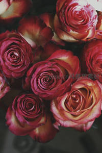 复古色调玫瑰花丛，花瓣纹理清晰