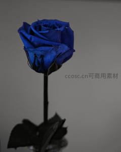深蓝永生玫瑰，神秘高贵单支呈现