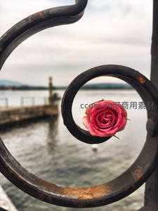 铁艺栏杆中的粉红玫瑰