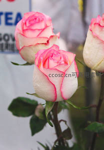 粉白双色玫瑰绽放瞬间