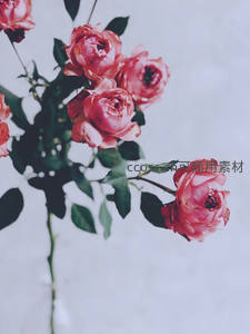 深红玫瑰枝头绽放绿叶相伴