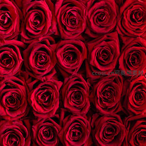 密集排列的深红玫瑰花海图案