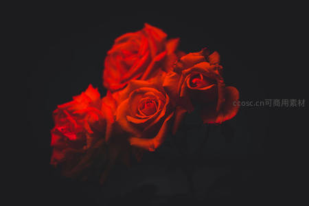 暗调光影下三朵红玫瑰的静谧之美
