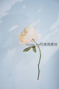 单支淡雅白玫瑰映衬浅蓝背景的纯净
