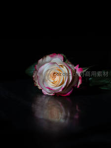 暗影中的粉白玫瑰，花瓣边缘泛红