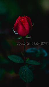 雨后深红玫瑰，露珠点缀绿叶间