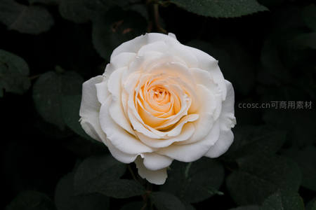 纯白玫瑰盛放，中心泛黄如初阳