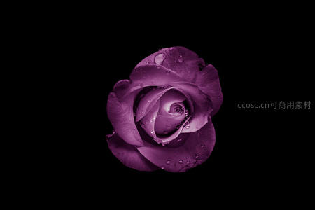 紫玫瑰独绽于黑幕，水珠闪烁神秘