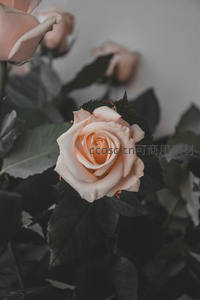 淡雅玫瑰在绿叶中绽放