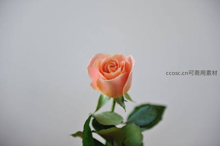 单支浅橙玫瑰静立纯白背景