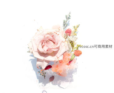 白色背景上单朵浅粉玫瑰与干花组合