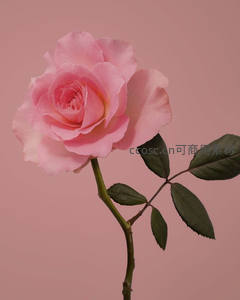单支粉红玫瑰静置于纯色背景