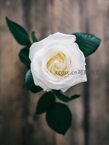洁白玫瑰俯拍展现完美螺旋