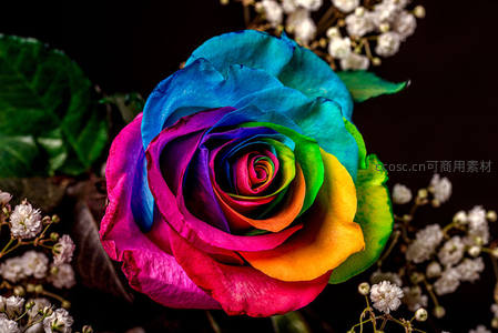 七彩玫瑰在暗背景下绚烂夺目