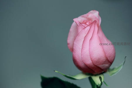含苞待放的粉玫瑰侧影特写