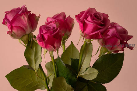 粉红玫瑰簇拥，绿叶映衬生机盎然