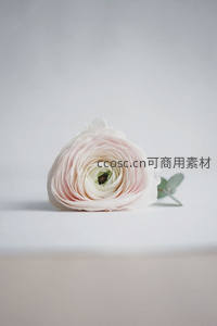 单支淡粉毛茛静置纯白台面之上