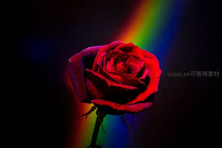 彩虹光晕下的红玫瑰特写