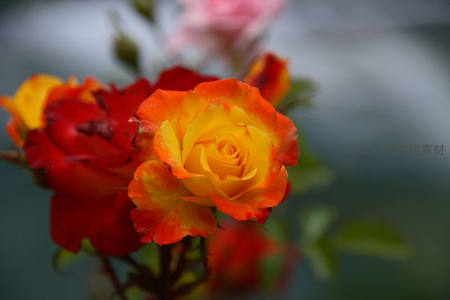 黄红渐变玫瑰焦点特写