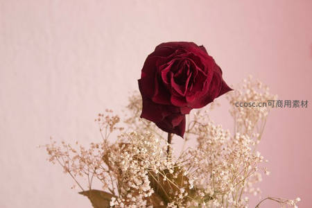 深红干玫瑰与满天星搭配