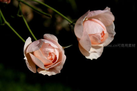 暗夜中双粉玫瑰优雅绽放