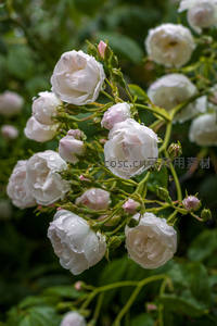 雨后花园里缀满水珠的白色玫瑰丛