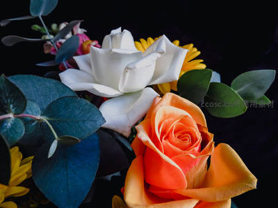 深色背景下橙白玫瑰与尤加利叶的静物