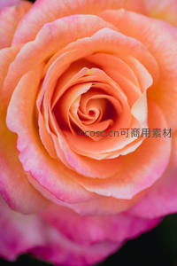 粉橙玫瑰特写展现柔美层次