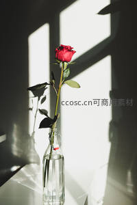 单支红玫瑰在光影中静谧绽放