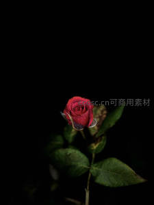 黑底红玫瑰花苞凝结晨露
