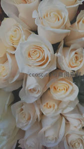 洁白玫瑰花丛如云朵般温柔