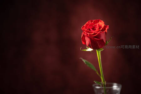 单支红玫瑰在暗红背景下绽放