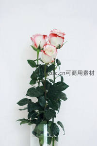 三支粉边白玫瑰在透明花瓶中