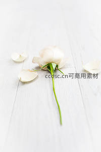 白色玫瑰凋零花瓣散落木板之上