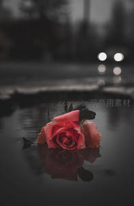 雨后水洼中的玫瑰倒影如梦似幻