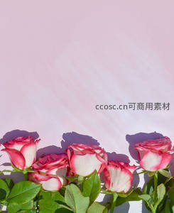 粉白相间玫瑰排列在柔和粉墙前
