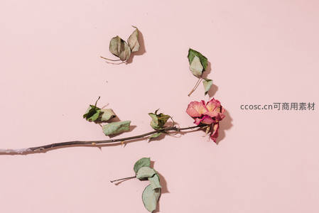 枯萎玫瑰枝条静物摄影