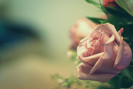 柔焦粉玫瑰特写镜头
