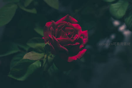 暗调花园中的深红玫瑰
