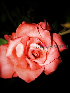 暗夜中绽放的粉红玫瑰特写