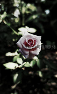 绿叶丛中含苞待放的白玫瑰