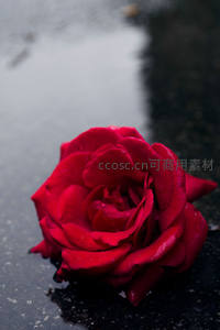 雨后湿润的深红玫瑰静卧石面