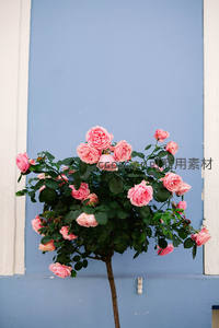 蓝墙前盛开的粉色玫瑰树景