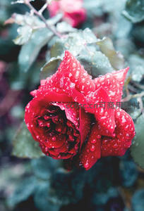 雨后绽放的鲜红玫瑰缀满露珠