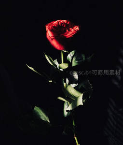 暗夜中孤傲绽放的红色玫瑰