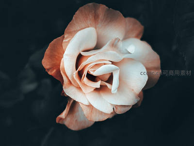 柔美粉玫瑰特写，花瓣层层叠叠